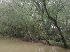 -大湾区中央湿地公园