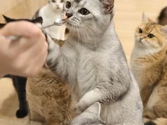-有喵·猫咖·狗咖·30几只猫10只小狗(岗厦店)