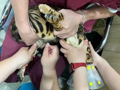 -美联众合动物医院·内科·皮肤科·外科(古城分院)