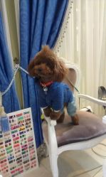 android_upload_pic-IRIS爱蕊丝形象