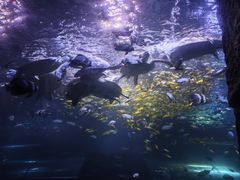 -太平洋海底世界