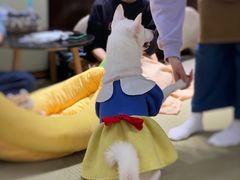 -逗柴咖啡屋·狗咖猫咖宠物桌游