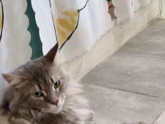 -楼上猫咖(罗湖店)