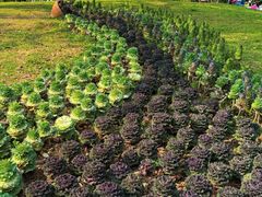 -云溪植物园