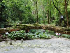 -广州市流溪河国家森林公园
