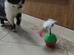 -佳雯宠物医院·皮肤科·内外科(春晓路分院)