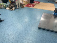 -北京赛佳动物医院