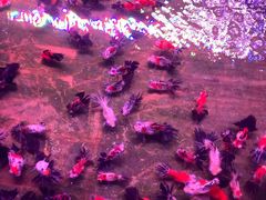 -中环花鸟鱼虫市场