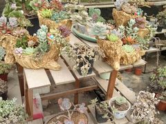 -龙大花卉苗木市场