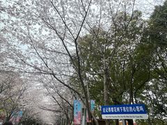 -高东镇樱花园