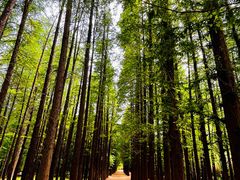 -日照海滨国家森林公园
