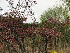 -同里国家湿地公园
