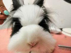 -1013 PET SHOP精品宠物商店(丁香店)