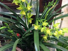 -双季花艺园艺市场(浦东店)