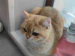 -谐和益家动物医院·免疫绝育·血液透析·宠保定点医院(高新伊藤分院)