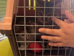 -艾吉宠物医院·疑难杂症转诊中心·猫友好(碧江路院)