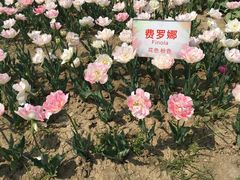 -金卉庄园