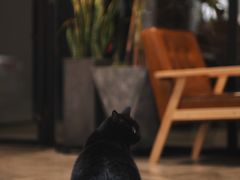 -猫里有甜
