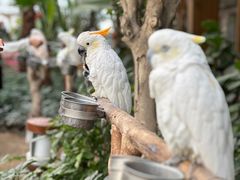 -南宫五洲植物乐园