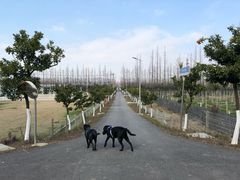 -上海长兴岛郊野公园