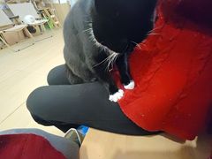 -是阿柴呀！柴犬咖啡·爱喵喵猫咖