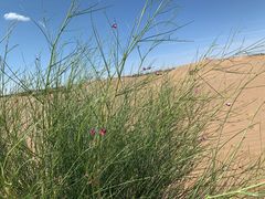 -亿利库布其七星湖沙漠生态旅游区