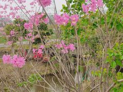 -王借岗森林公园