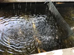 -北京龙庆四季香农家饭庄·灶台鱼·碳烤虹鳟鱼(龙庆峡店)