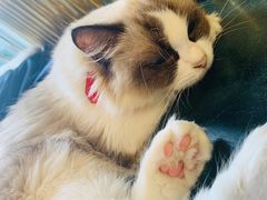 -喵喵咪呀布偶猫咖(春熙路店)