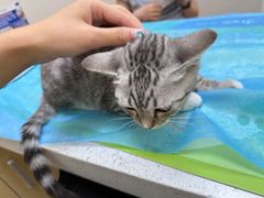 -芭比堂动物医院·CT·微创中心(新顺分院)