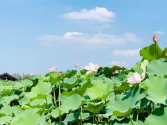 -荷塘月色湿地公园·向阳花洲
