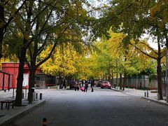 -三里屯东五街银杏大道
