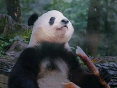 -中国大熊猫保护研究中心雅安碧峰峡基地