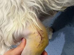 -瑞鹏宠物医院·爱宠堂·骨外专科(西荷分院)