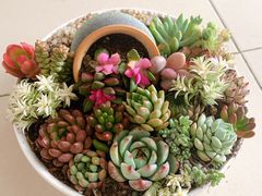 -五月罗马海鲜自助餐厅(陆家嘴店)