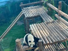 -大连森林动物园