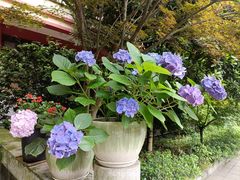 -都江堰普照寺