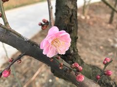 -秀丽东方
