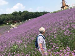 -大塘金香草谷