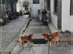 -召稼楼古镇