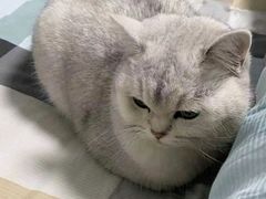 -安安宠医·安宠宠物医院