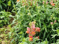 -广西壮族自治区药用植物园
