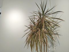 -收获咖啡HARVEST RESERVE(苍山店)