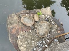 -无锡梅园公园