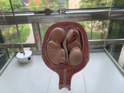 -重庆市妇幼保健院(冉家坝院区)