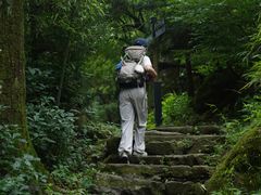 -天目山大树王景区