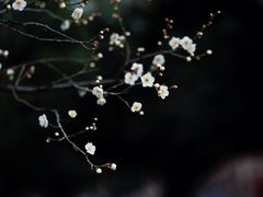 -钱王祠
