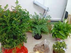 -桂林市花鸟市场