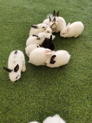 -萌宠亲子动物乐园(槐房万达店)