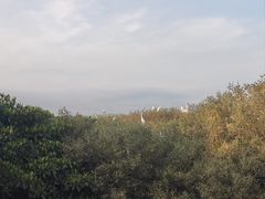 -盐洲岛